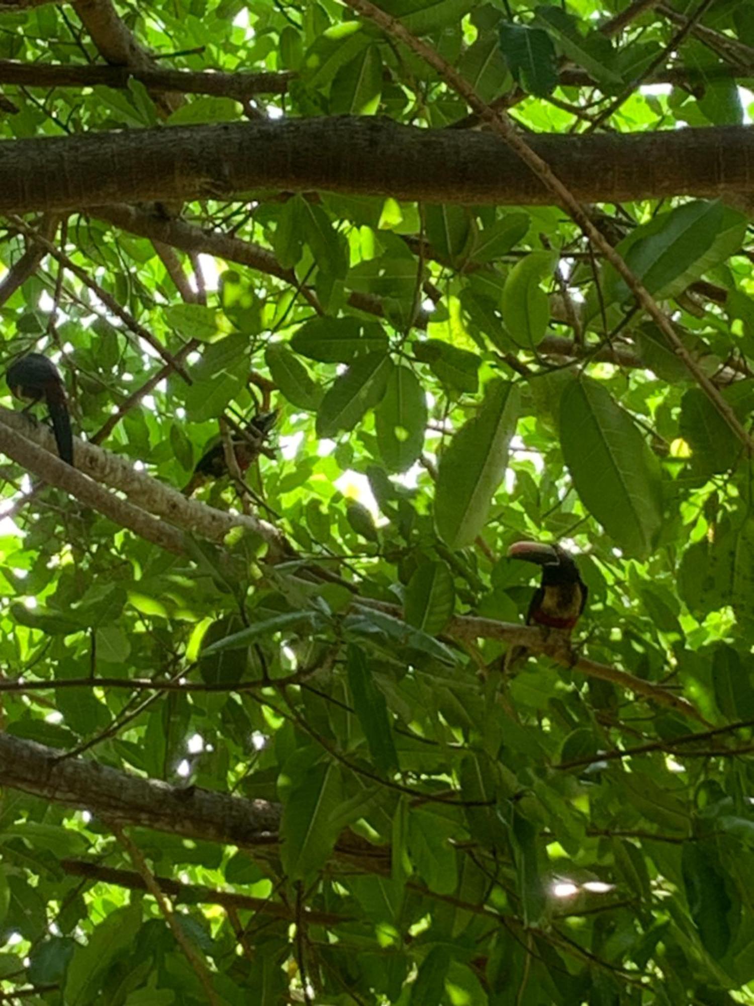 Apartmán Disfruta Del Contacto Con La Naturaleza Puntarenas Exteriér fotografie